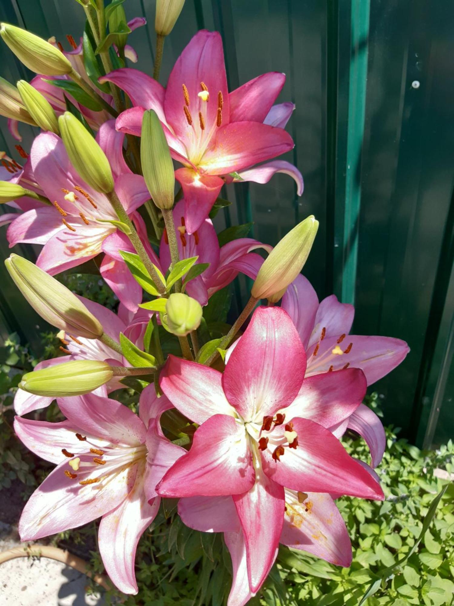 Guest House Lola Kochkor ภายนอก รูปภาพ